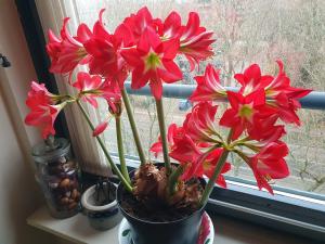 Annelies 05 Niet in vaas